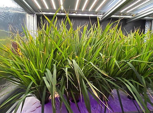 中国水稻实现60天极速收获，花盆栽培引领都市农业新革命