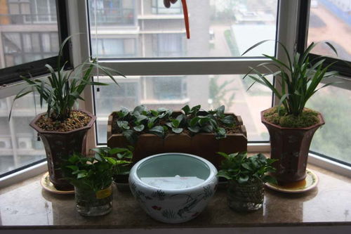 北方四季兰精品养护 花盆栽培的艺术