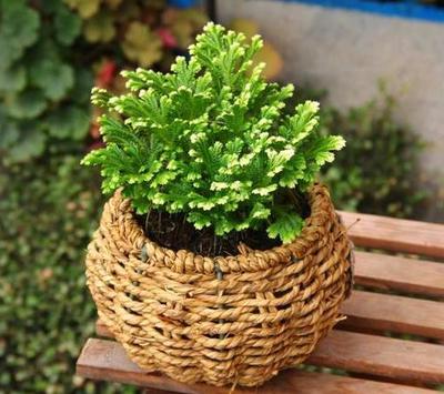 山里寻常野草，盆中化身高雅盆景——花盆栽培植物的蜕变之旅