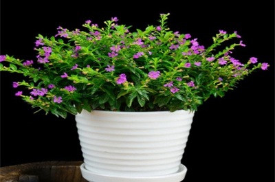 满天星盆栽养护指南 沙质土壤与散光养护的秘诀