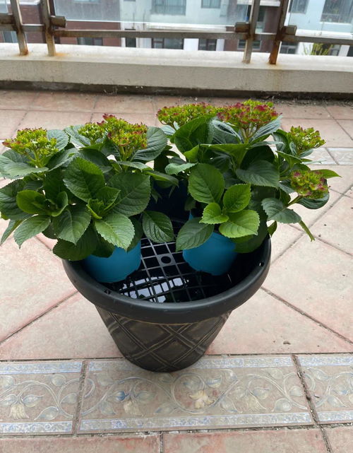 长假回家，办公室植物谁来管？花盆栽培植物轻松养护两妙招