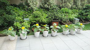 来见滨园，体验播种与耕耘的快乐 花盆栽培的园艺之旅