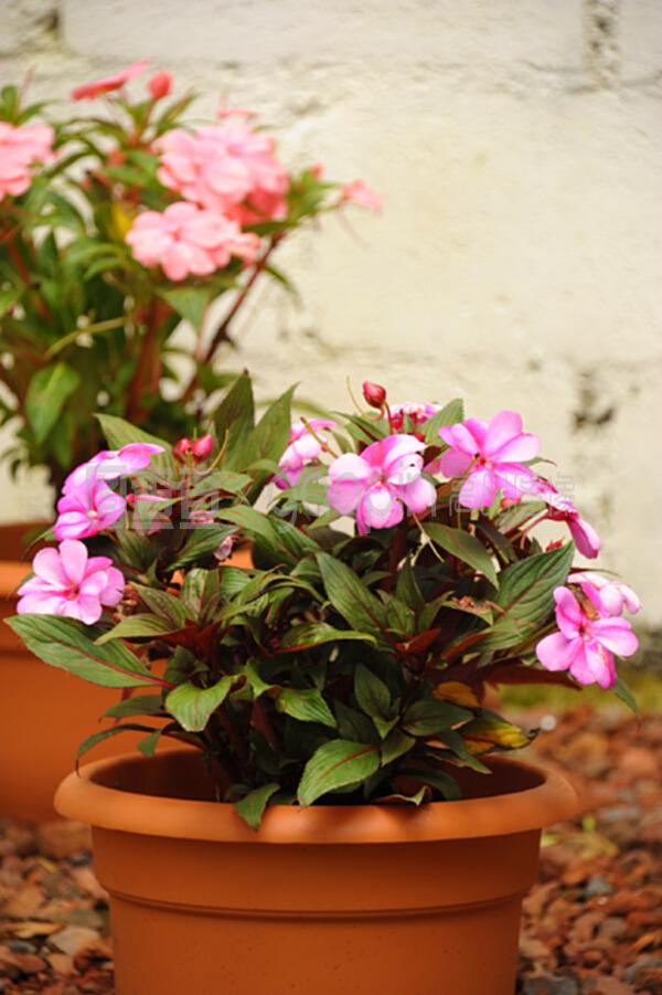 粉红凤仙花 花盆栽培的鲜艳精灵