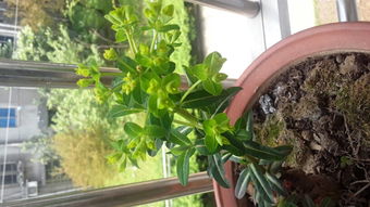 花盆植物辨识指南 从形态特征到养护建议