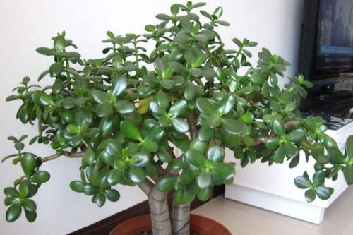 姨妈家的这4种花卉，生命力强，1片叶子就能繁殖，送人也不心疼