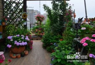自建房顶楼大露台怎样合理利用，花盆栽培植物指南