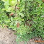 山东青州市彦明花卉苗木种植专业合作社 多品类花盆栽培植物供应，助力绿色生活
