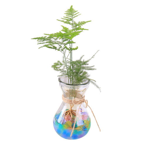 简约之美 透明玻璃花瓶，让水生绿植绽放宁静清韵